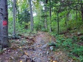 A photo of the forest, trails.