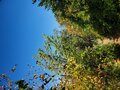 A photo of the forest, trails.