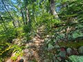 A photo of the forest, trails.