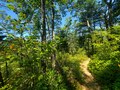A photo of the forest, trails.