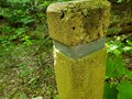 A photo of the forest, trails.