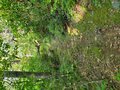 A photo of the forest, trails.