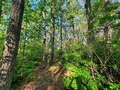 A photo of the forest, trails.